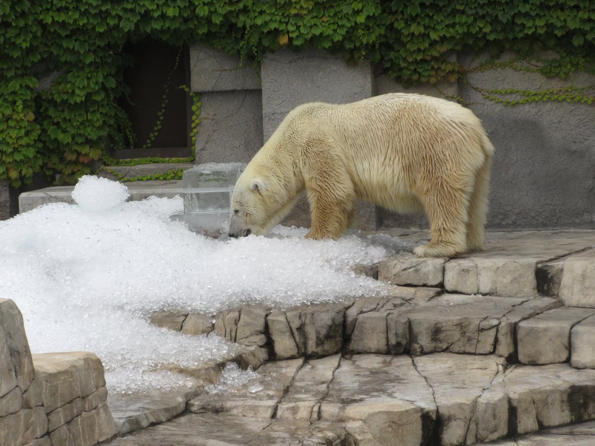 京濱鳥獣貿易 動物価格表 & 札幌 円山動物園 どうぶつぐらふ 札幌市円山動物園（公式） on X: 