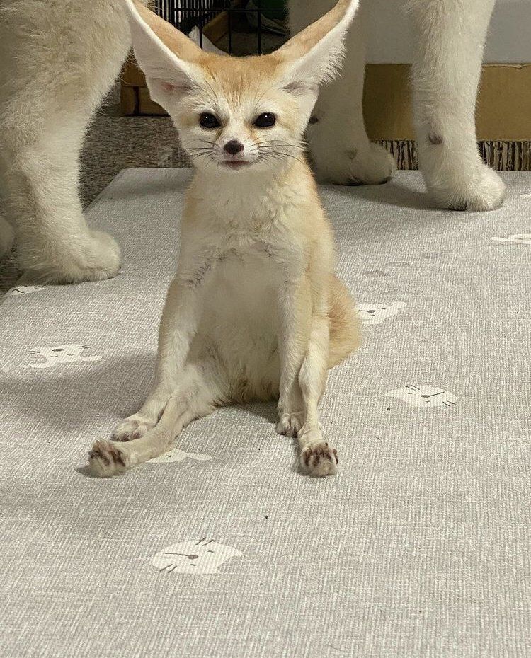 Fox hub (@anima1slove) on Twitter photo 