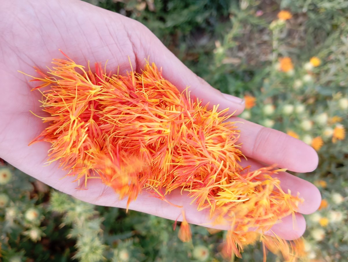 بیایید بگید دوستان توئیتری اسم این گیاه چیه ....)))))😍