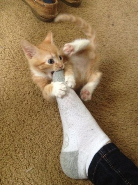Life with a Cat tweet media