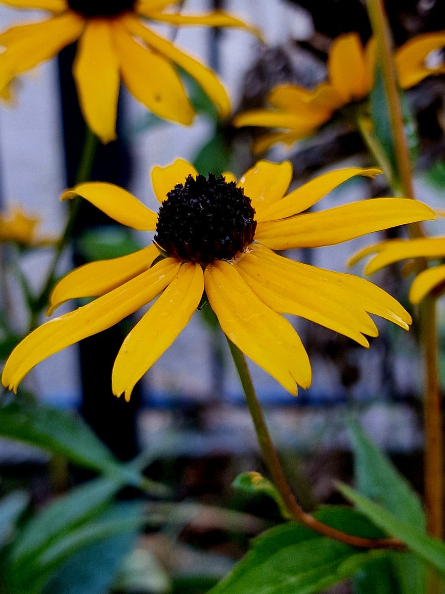Good morning friends. I wish you all a happy first day of August.