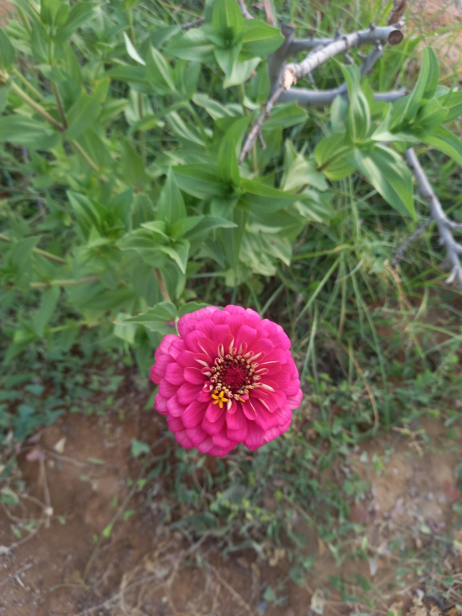 ashrafmw's tweet photo. #Gholba_Gardens #zinnia #new_sphinx_city https://t.co/RuP86FpRK8