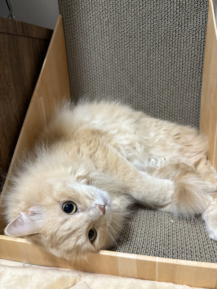 新しい爪とぎはおうちになりました