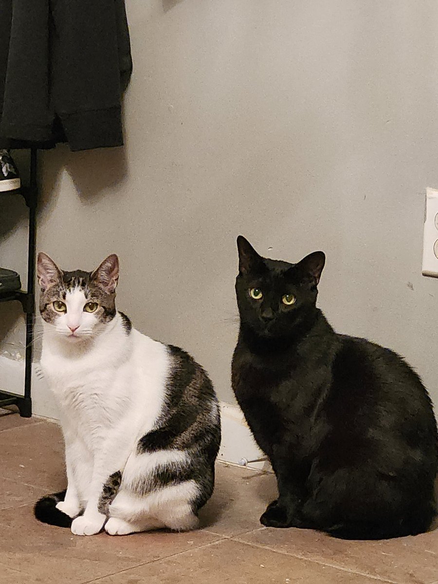 "Come play with us ... forever ... and ever ... and ever." 😹😹 #CatsOfTwitter