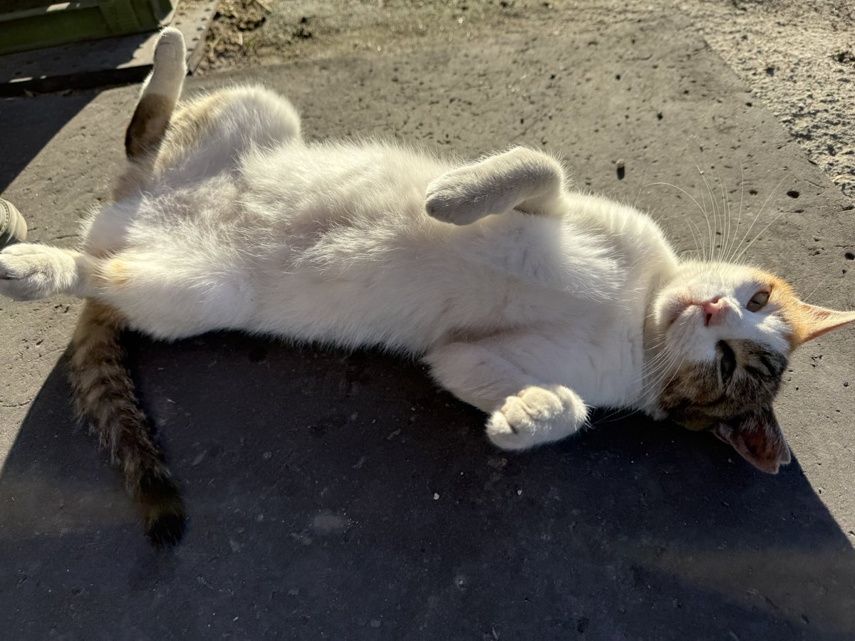 船橋開催最終日です🐴

本日は3頭出走します。

4R ミノホタテ号
8R エポカデルソーレ号
12R ナリノヴァニーユ号

応援よろしくお願いします✨

最近はちょっぴり風があり涼しい時間もあって、ミケちゃんも嬉しそうです😸