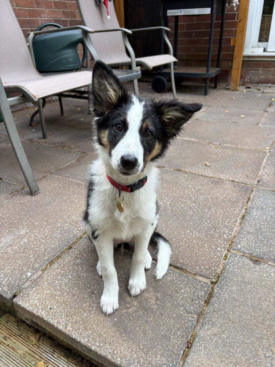 Puppy Bess and Auntie Kes tweet media