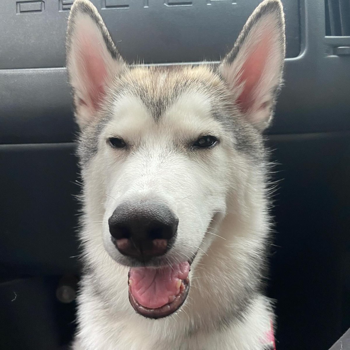 Loxy_husky's tweet photo. かっこいいと可愛いと愛すべきおバカを全て兼ね揃えてます https://t.co/EvwVLTNss6