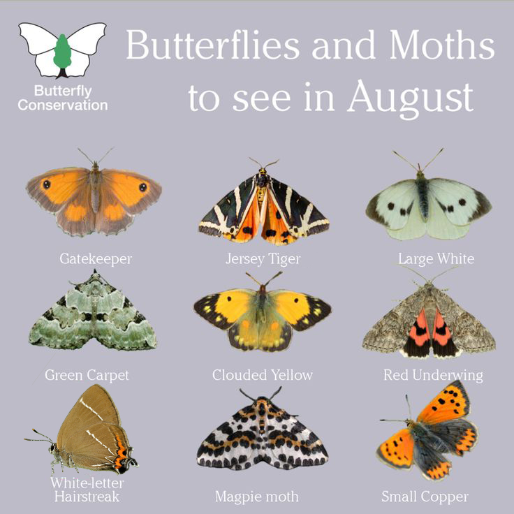 New month, new butterflies and moths to look out for in your gardens and local green spaces! 🦋🌻

See how many you can spot in the #BigButterflyCount, which runs until 10 August 👉 …erflycount.butterfly-conservation.org