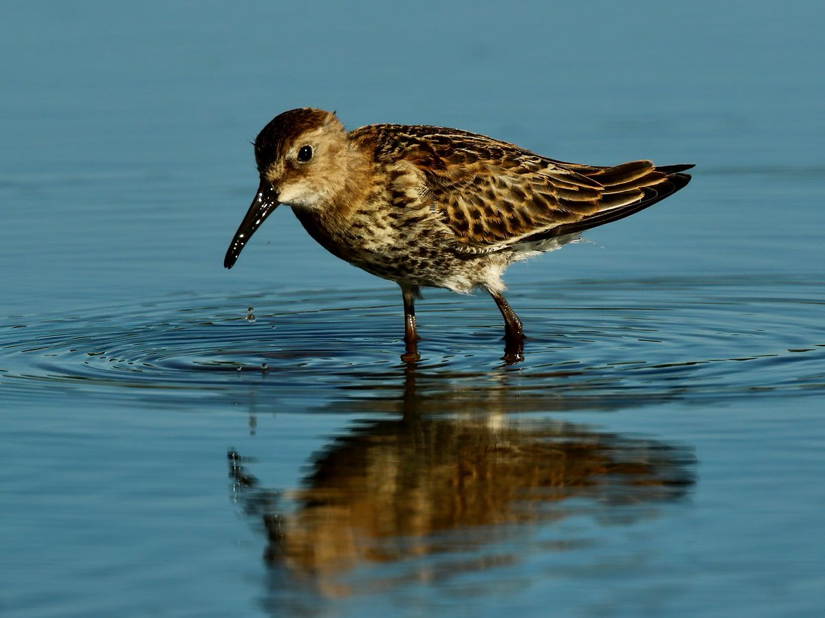 Tom Cadwallender (@tomcadwallender) on Twitter photo The first of the wintering or passage Dunlin are now arriving onto the tidal mud of the Aln Estuary, Northumberland <a href="/WeBS_UK/">Wetland Bird Survey</a> <a href="/GrahamFAppleton/">Graham Appleton</a> The first of the wintering or passage Dunlin are now arriving onto the tidal mud of the Aln Estuary, Northumberland <a href="/WeBS_UK/">Wetland Bird Survey</a> <a href="/GrahamFAppleton/">Graham Appleton</a>