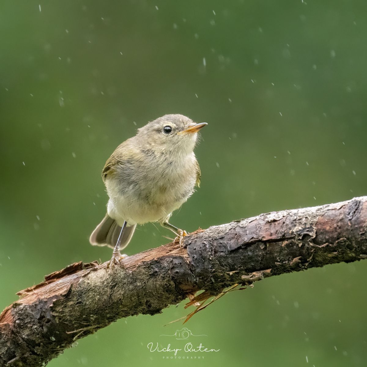 Vicky Outen Photo CPAGB (@vickyoutenphoto) on Twitter photo Juvenile willow warbler in the rain
linktr.ee/vickyoutenphoto
#wildlife #bbccountryfilemagpotd #photooftheday #BBCWildlifePOTD #BBCSpringwatch <a href="/ThePhotoHour/">#ThePhotoHour</a> <a href="/Team4Nature/">Team4Nature</a> <a href="/Britnatureguide/">The British Nature Guide</a> <a href="/NatureUK/">NatureUK</a> @wildlifemag <a href="/nature_voice/">Giving Nature a Voice</a> #willowwarbler Juvenile willow warbler in the rain
linktr.ee/vickyoutenphoto
#wildlife #bbccountryfilemagpotd #photooftheday #BBCWildlifePOTD #BBCSpringwatch <a href="/ThePhotoHour/">#ThePhotoHour</a> <a href="/Team4Nature/">Team4Nature</a> <a href="/Britnatureguide/">The British Nature Guide</a> <a href="/NatureUK/">NatureUK</a> @wildlifemag <a href="/nature_voice/">Giving Nature a Voice</a> #willowwarbler