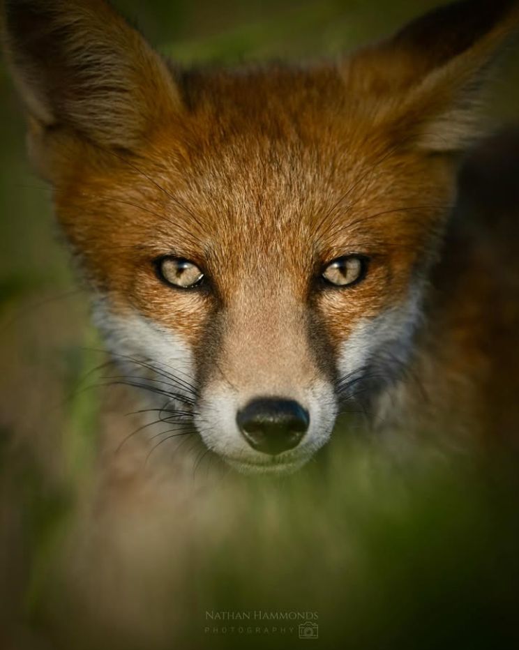 This one's like a film poster . Thank you @nathanhammonds_photography for today's #FoxOfTheDay