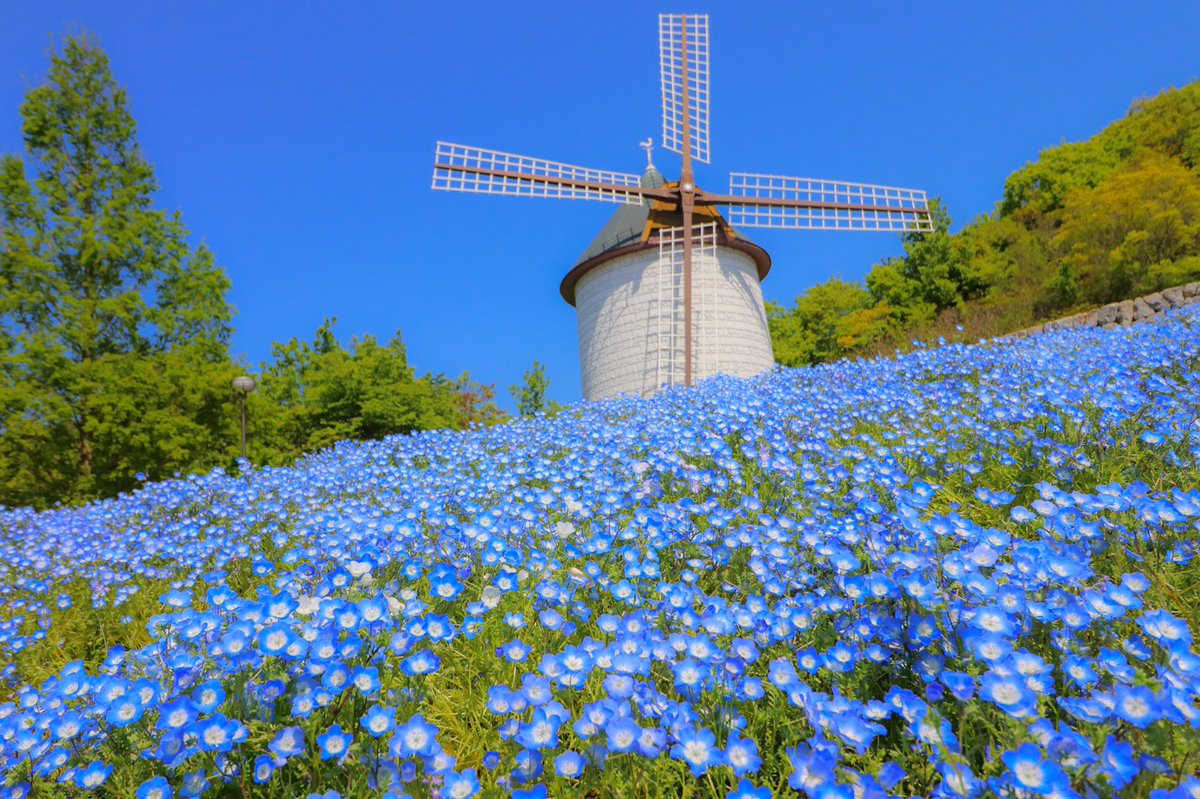 風車の丘に咲くネモフィラをバックに、素敵にお写真を撮っていただいて