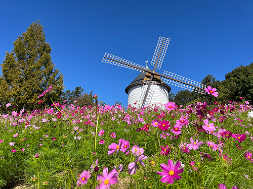 風車の丘に咲くネモフィラをバックに、素敵にお写真を撮っていただいて
