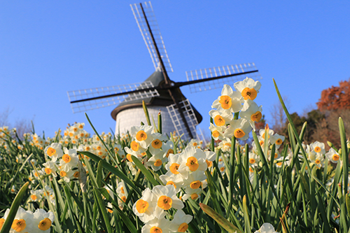 風車の丘に咲くネモフィラをバックに、素敵にお写真を撮っていただいて