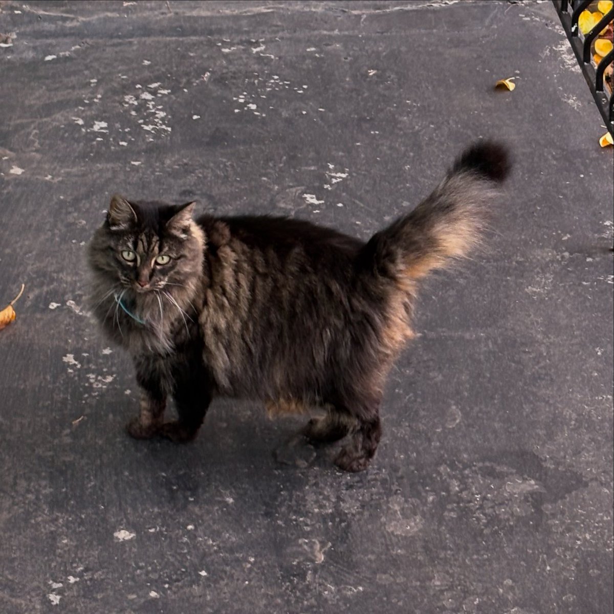 silver12_12's tweet photo. Next door neighbours cat appears again wanting to come inside, nope sorry! https://t.co/hqfOG4pP7V