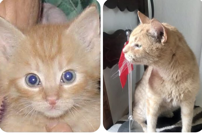 Leo (the first) is celebrating his twentieth birthday today. 🇩🇰🎂🐾🐾
He was born at a Welsh Pony stud farm and has been with us since he was 10 weeks old. ♥️
Happy Friday everypawdy. 
#ponyhour #SeniorCat #Cat