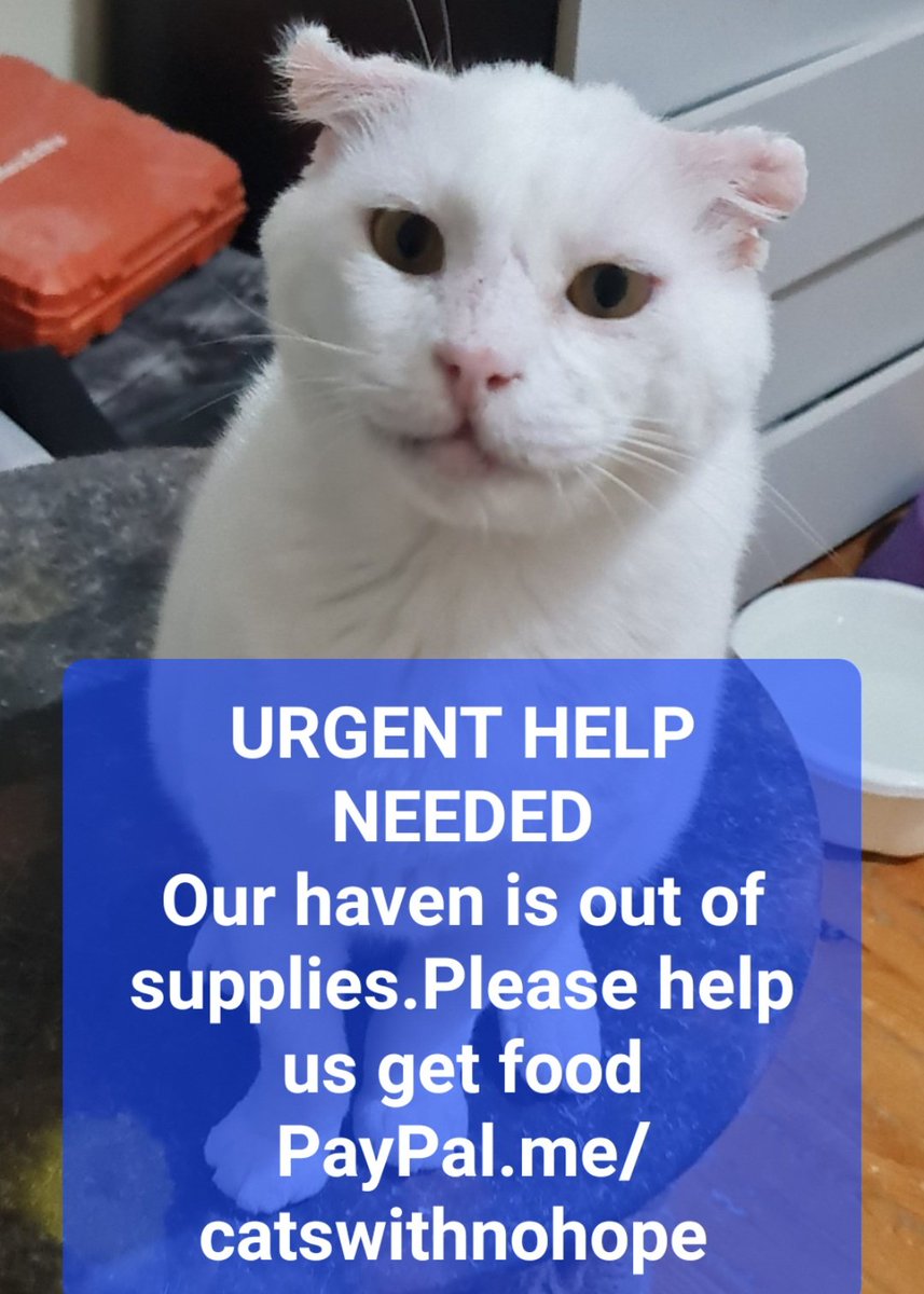 Please help our haven
PayPal.me/catswithnohope
