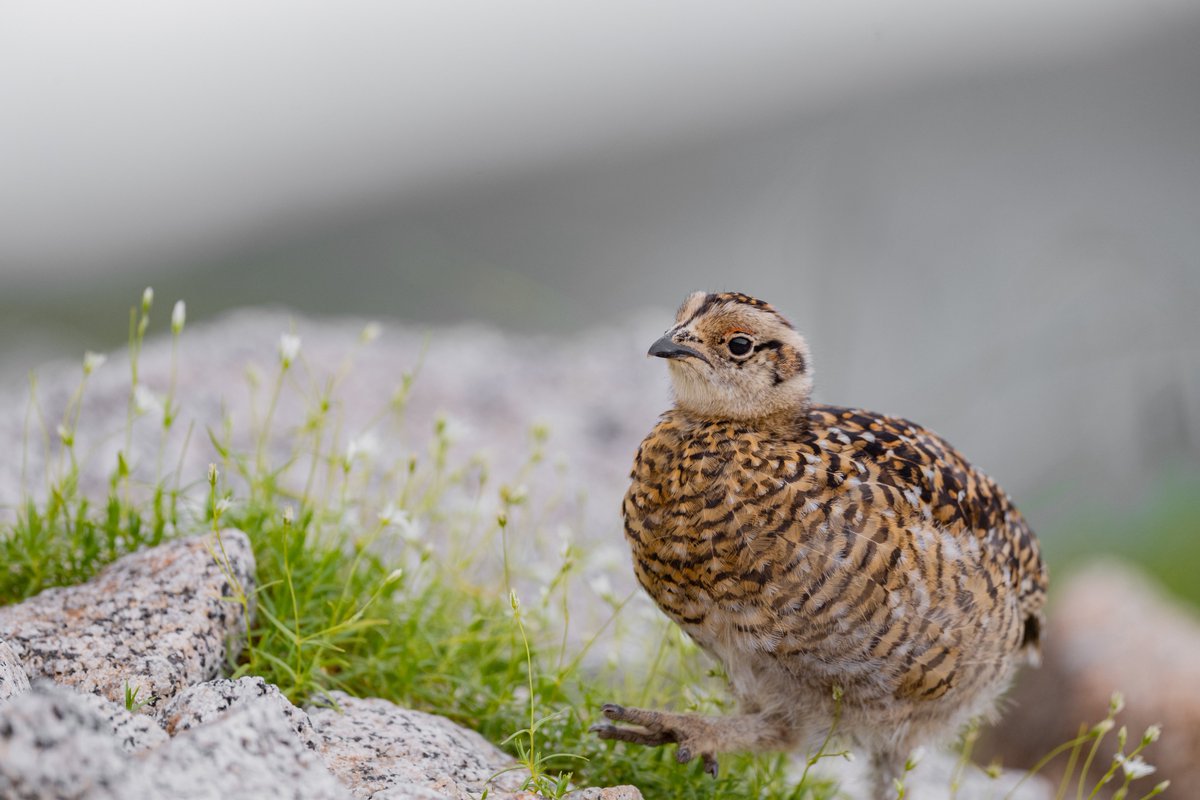 木曽駒ヶ岳に雷鳥の親子を撮りに行ってきました〜まだ雛は小さくてすっごくもふもふです...
登山道にも寄ってきたり自由奔放な雛たちでした〜