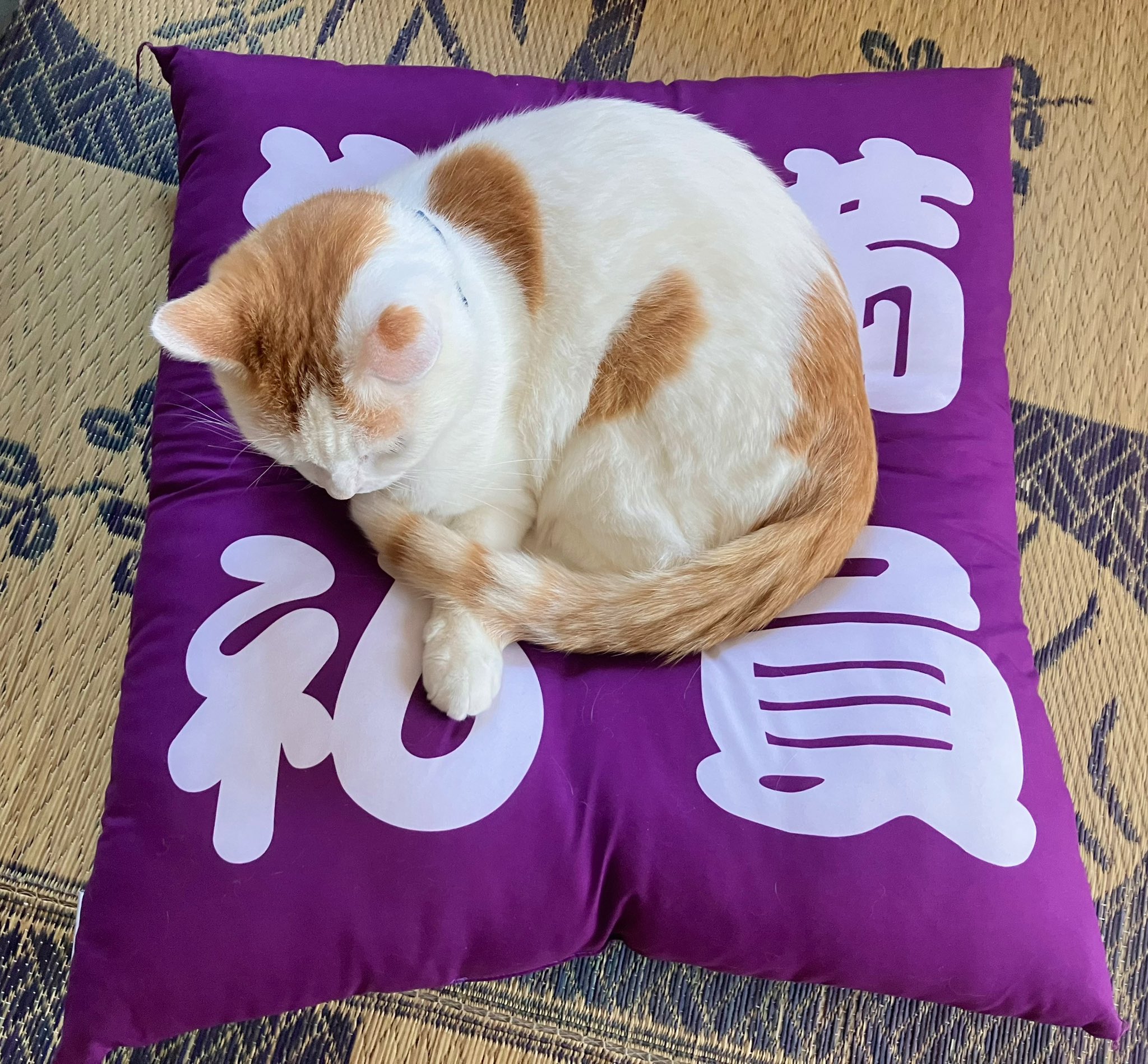 猫ぷぷ ユニクロ公式 | キャット・フォトグラフ UT/リラックスフィット