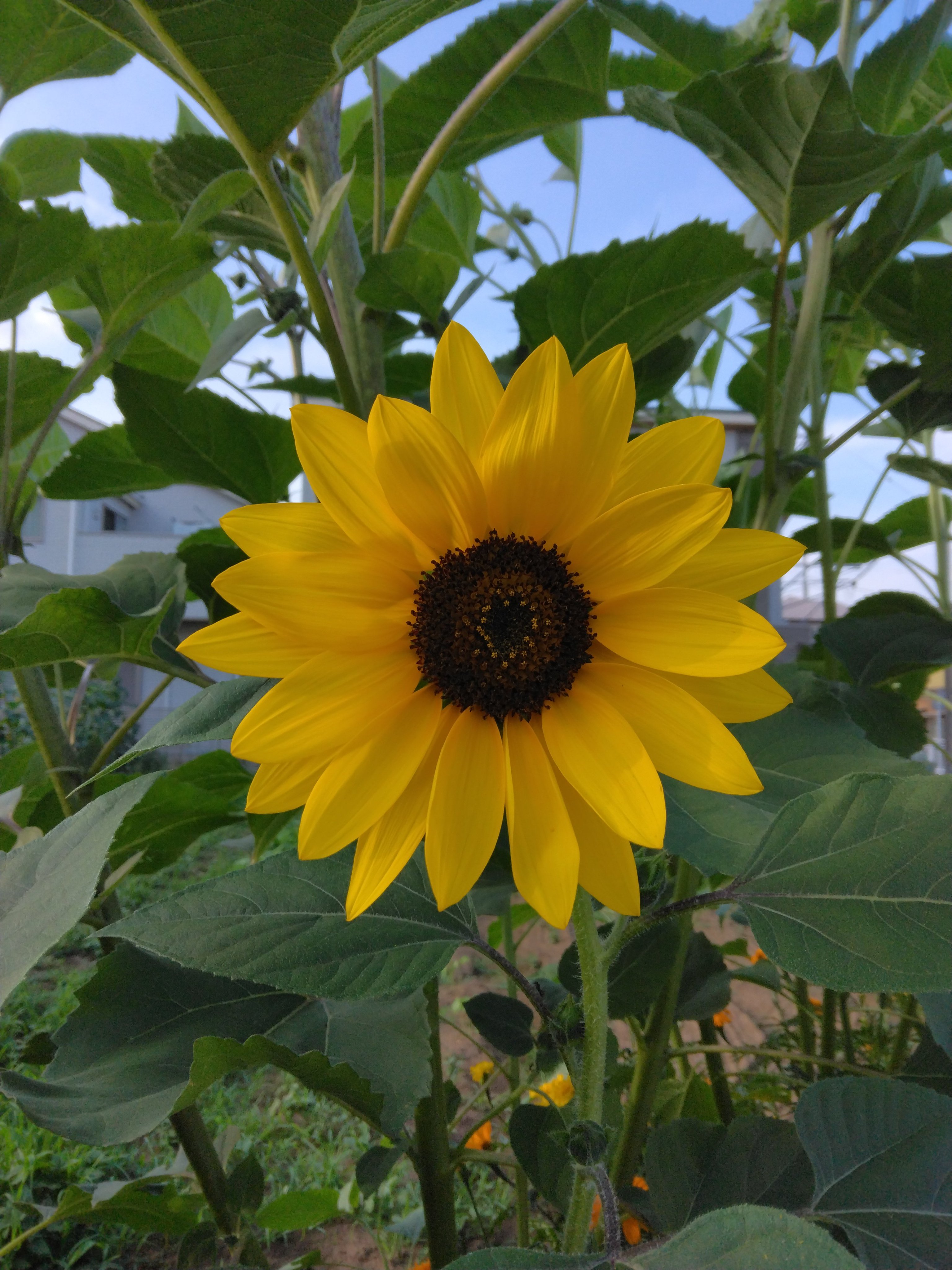 向日葵 生地 ひまわり オックス 花柄 向日葵 布 綿 白 赤 紺 植物