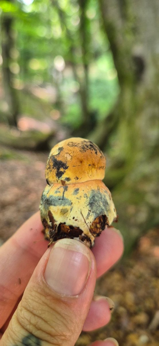 I've neglected this profile for too long!
#fungifriday #bitterbeechbolete