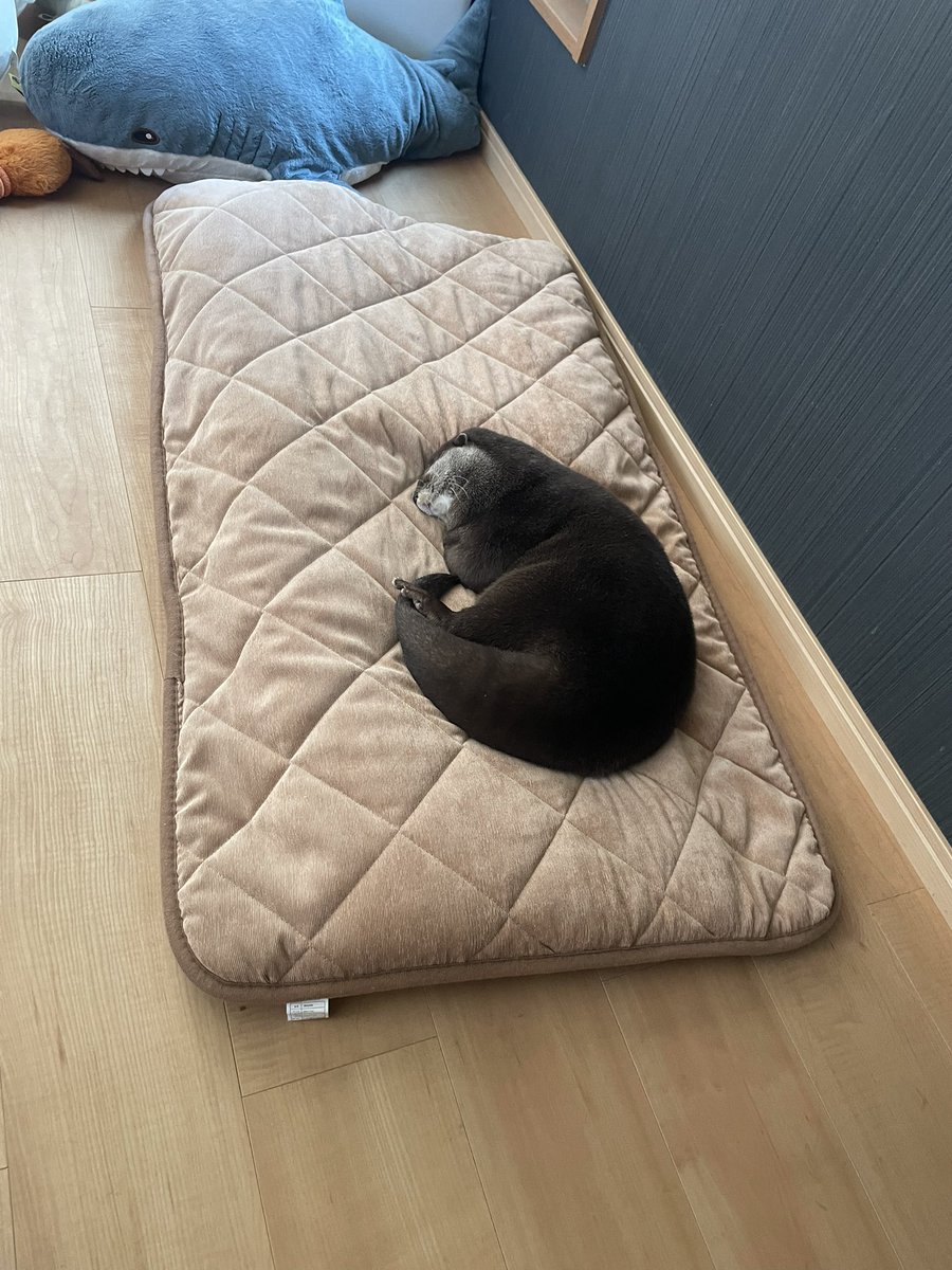 みんなも暑いから涼しいとこで身体冷ましてね🥵