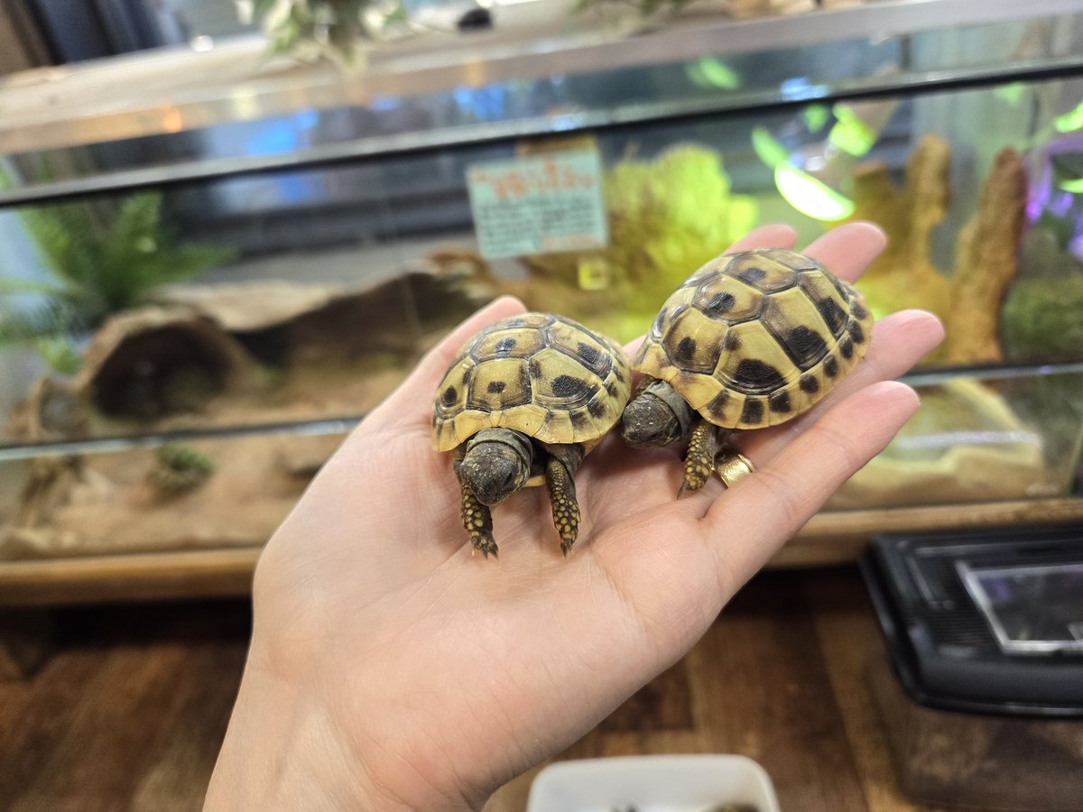 爬虫類専門店【𝙳𝙸𝚉𝚉𝚈 𝙿𝙾𝙸𝙽𝚃】東京第002225 on X