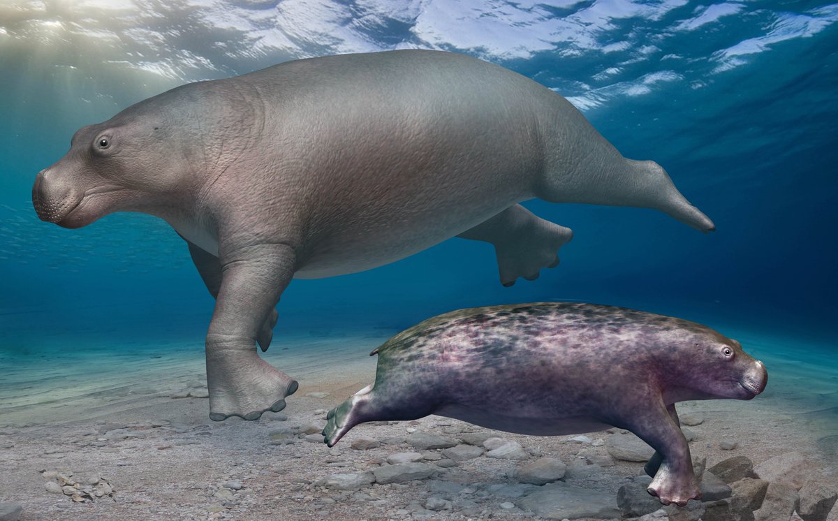 もろちゅー (@geo_fossamagna) / Posts / X