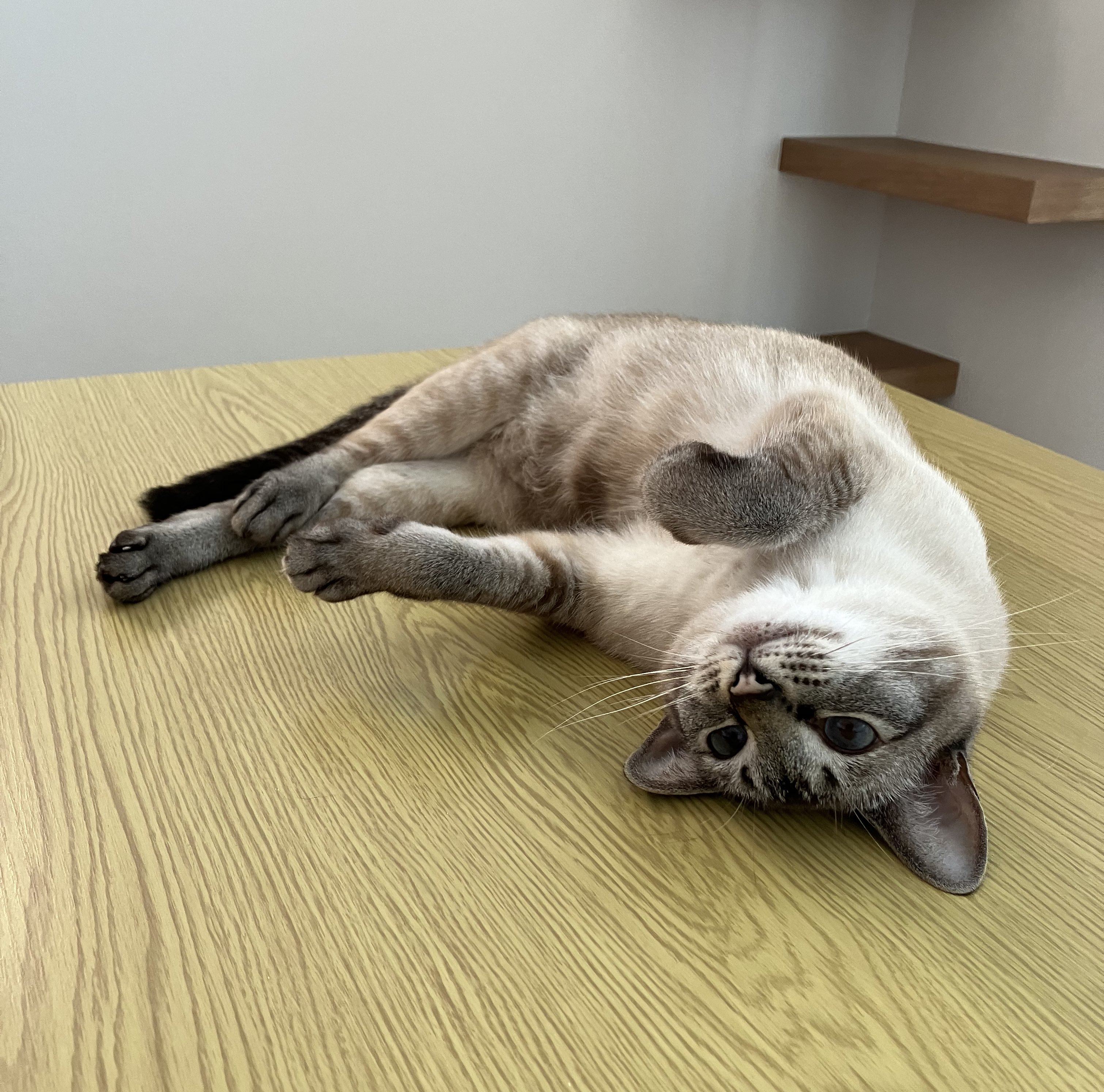 ねこ五郎 甚五郎 Jingoro 猫のぬいぐるみ – Cuddly公式オンラインショップ