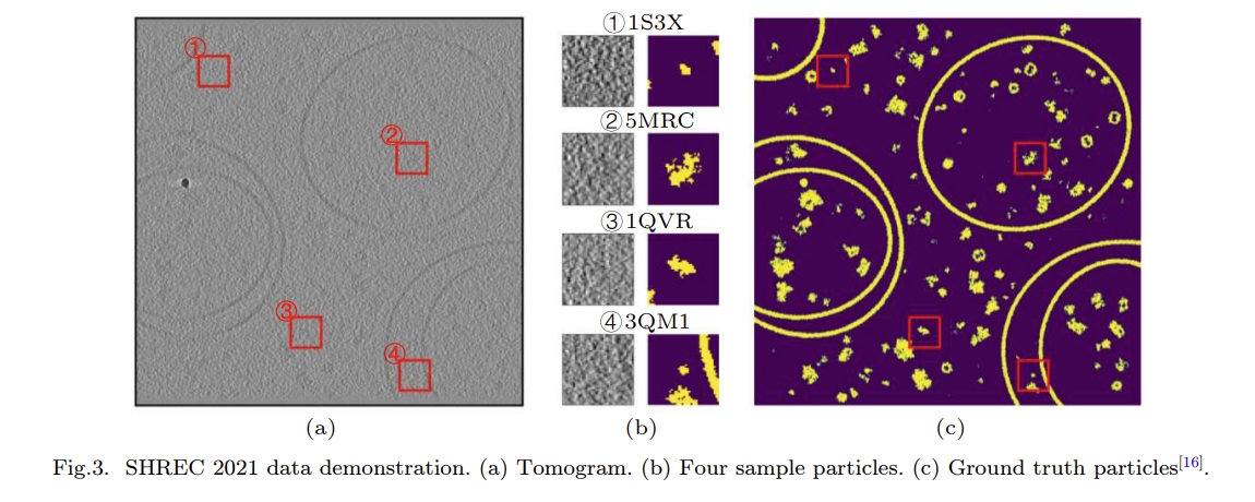 JCST_Journal's tweet image. Central Feature Network Enables Accurate Detection of Both Small and Large Particles in Cryo-Electron Tomography
jcst.ict.ac.cn/article/doi/10…

#ParticleDetection #Tomography #PatternRecognition #DeepLearning 
@CAS__Science @UCAS1978 @BIT1940 @ShandongU