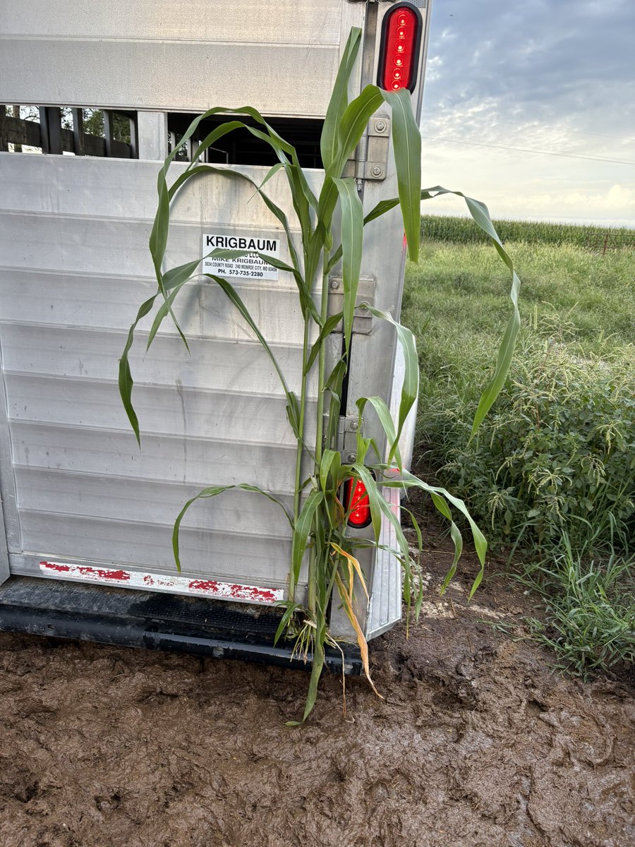 AustinBailey_1's tweet photo. Missouri stock trailer corn is rated good to excellent for its late plant date. Threw it over the fence to some fat cattle, gotta keep it sustainable! Eat Beef! https://t.co/NxYtNxJJFP