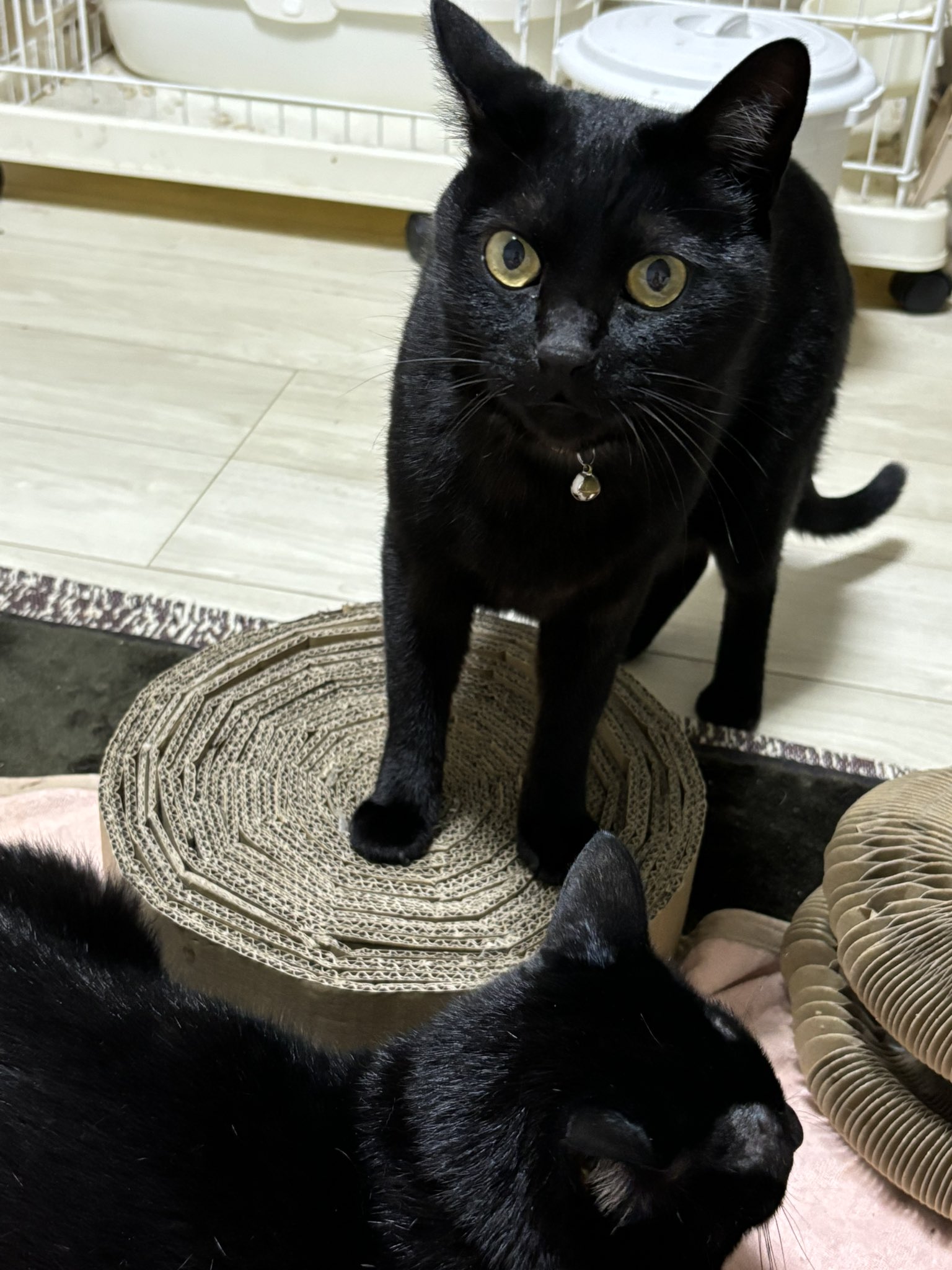 チビ猫❣ リクエスト 2点 まとめ商品 羽鳥 一羽 on X: 