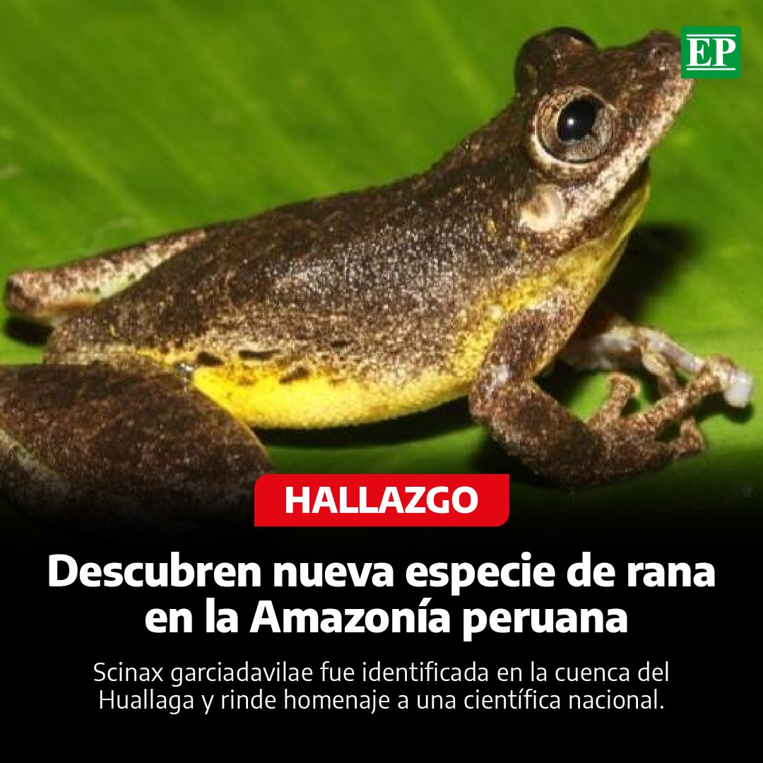 Diario_EP's tweet image. #Perú | Un equipo del Instituto de Investigaciones de la Amazonía Peruana (#IIAP), en colaboración con especialistas de Argentina, Brasil y España, descubrió una nueva especie de #rana semi arborícola en la cuenca del río Huallaga, región San Martín.