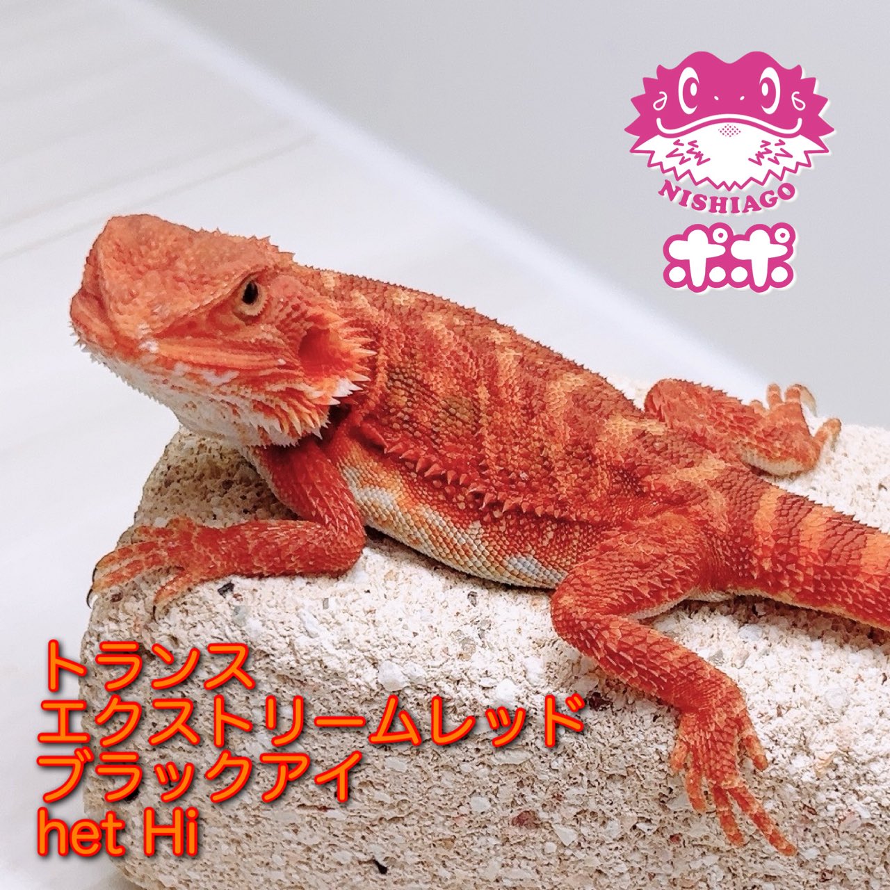 ポポのケージ (@poponocage) / X