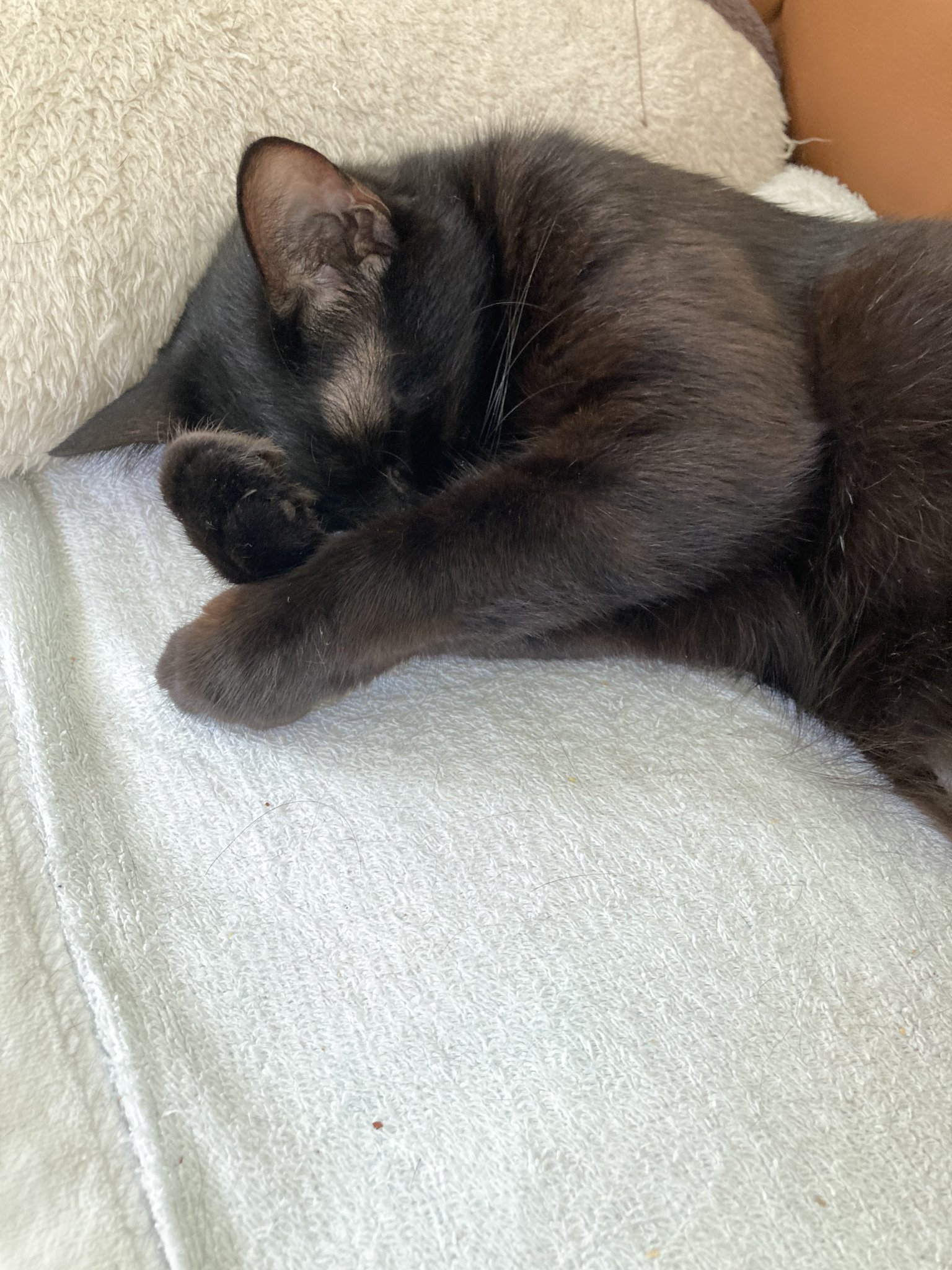 猫A 画像1 ＋ 8 画像19おまけ！　最終値下げしました！ 猫A 画像1 ＋ 14 最終値下げしました！ - メルカリ