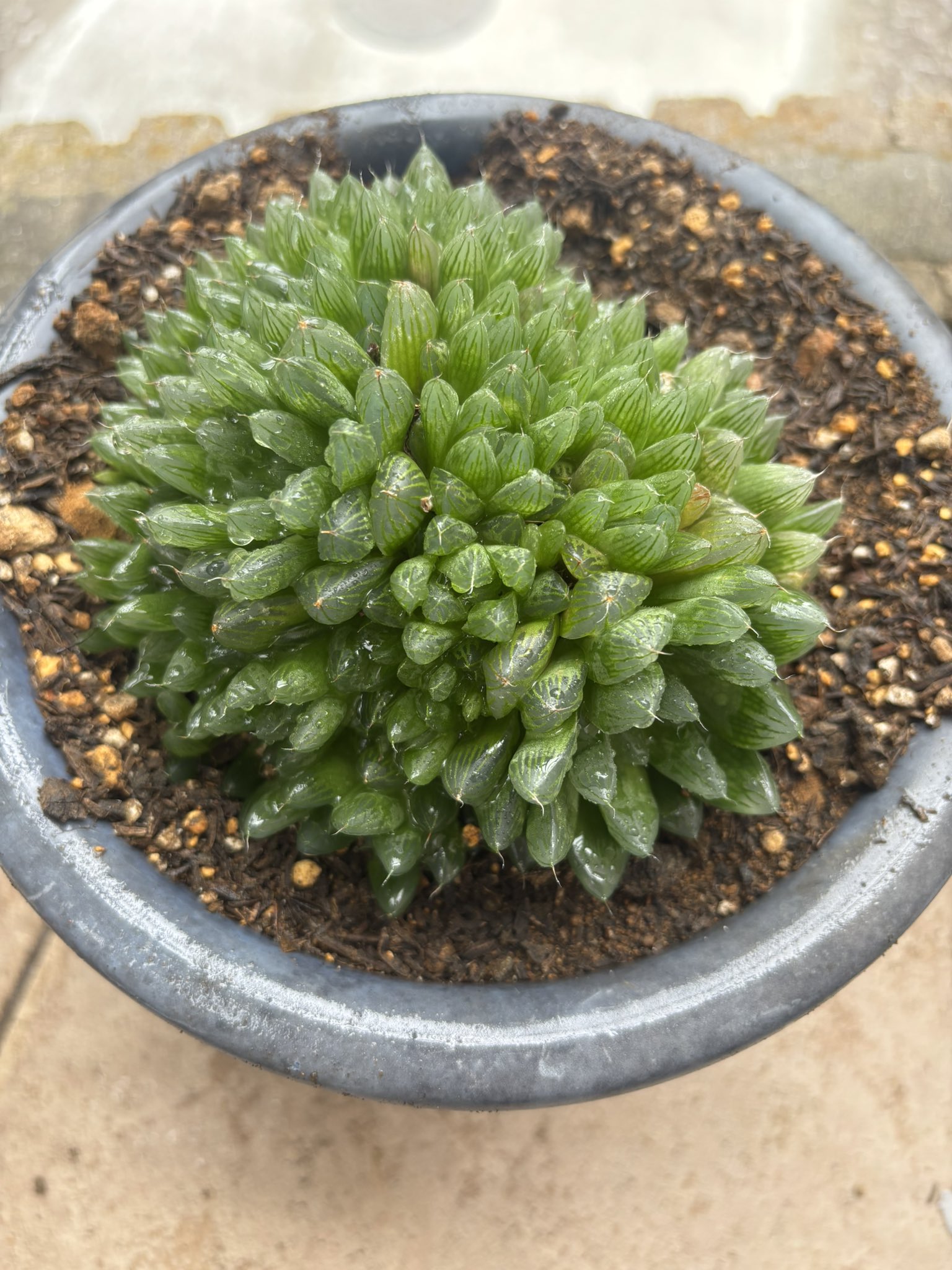 自己主張する植物 りんな on X: 