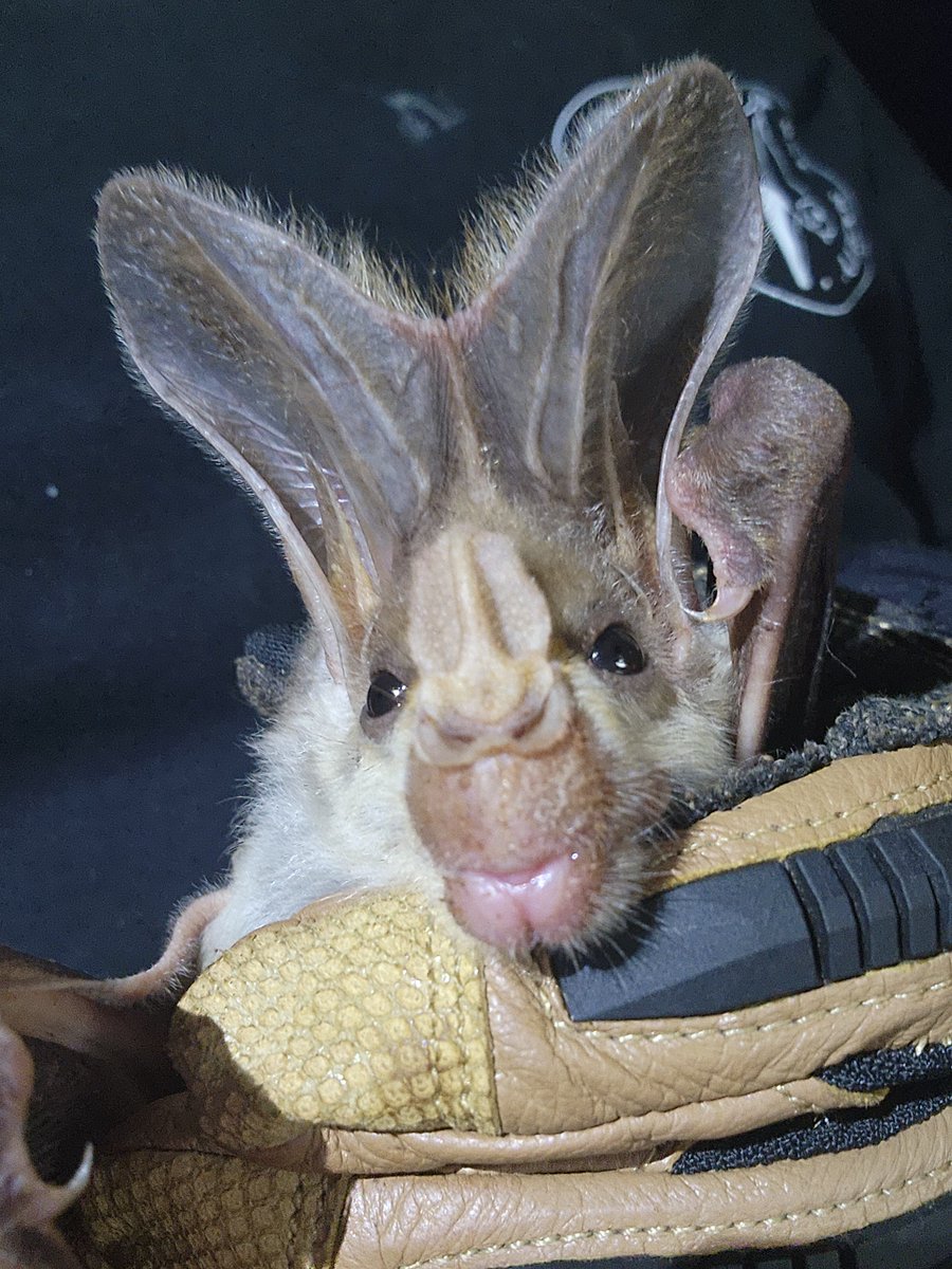 nicci_hanrahan's tweet image. The ghost bat is one of Australia’s most fascinating — and underrated — native animals. Help it take the spotlight this #ScienceWeek by casting your vote! 👻
🔗 abc.net.au/news/science/2…
#GhostBat #SciWeek #ThreatenedSpecies #VoteBats