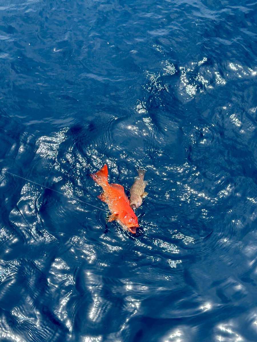 Codiecewser's tweet image. 🎣今日の「戦利品」は大当たり！
海からの贈り物は、待つ価値がある✨
🌊毎回大漁とはいかないけれど、
その一回一回が忘れられない思い出になる。
⚓海の魅力は、体験してこそわかるものだね😊