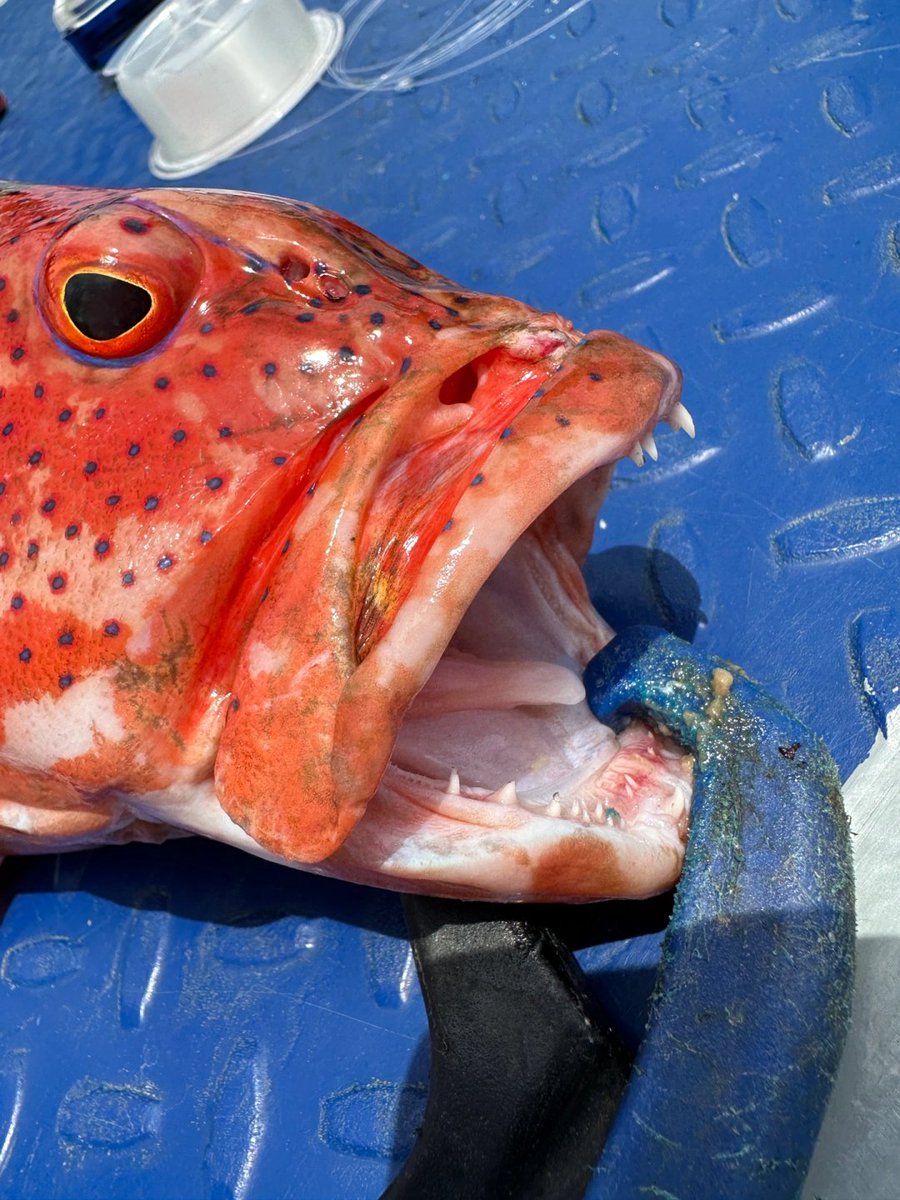 Codiecewser's tweet image. 🎣今日の「戦利品」は大当たり！
海からの贈り物は、待つ価値がある✨
🌊毎回大漁とはいかないけれど、
その一回一回が忘れられない思い出になる。
⚓海の魅力は、体験してこそわかるものだね😊