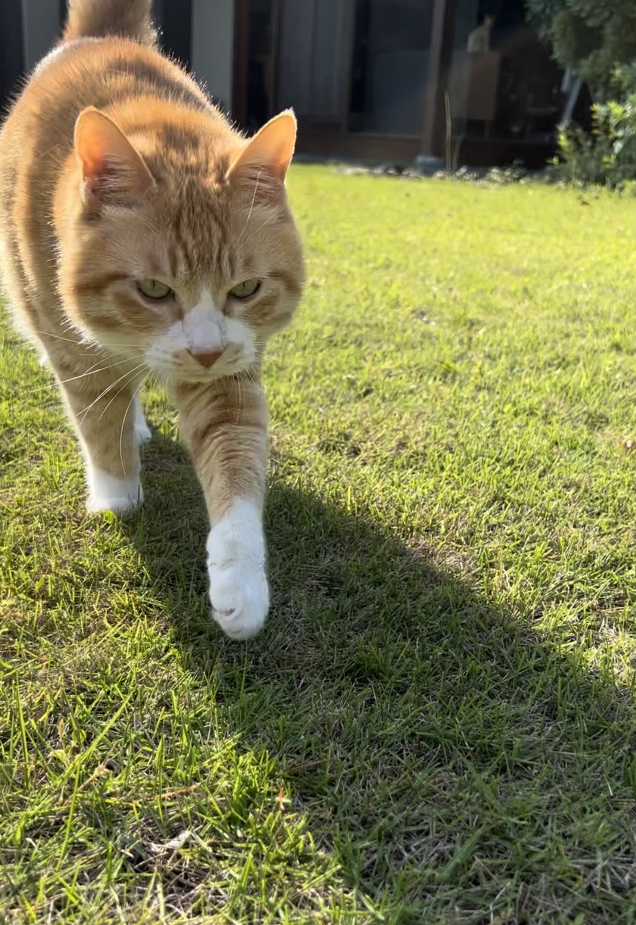 ねこ 61SSrO5rV7L._UF894,1000_QL80_.jpg