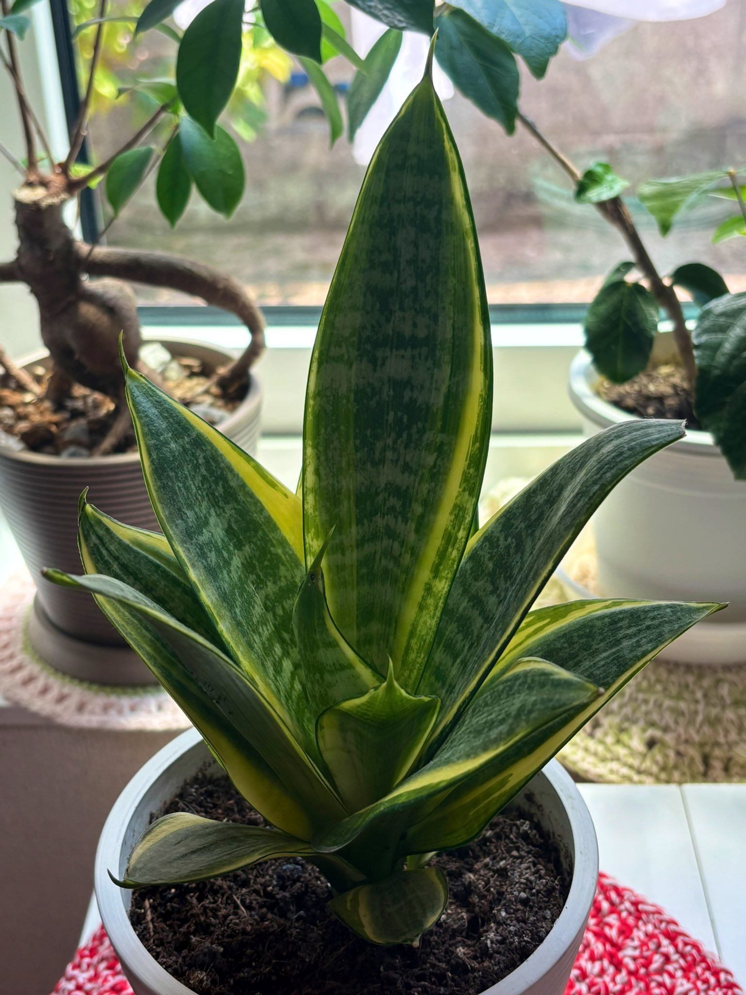 ⑨ サンスベリア ピングイキュラ 極上斑 とても綺麗です ロリダ 観葉