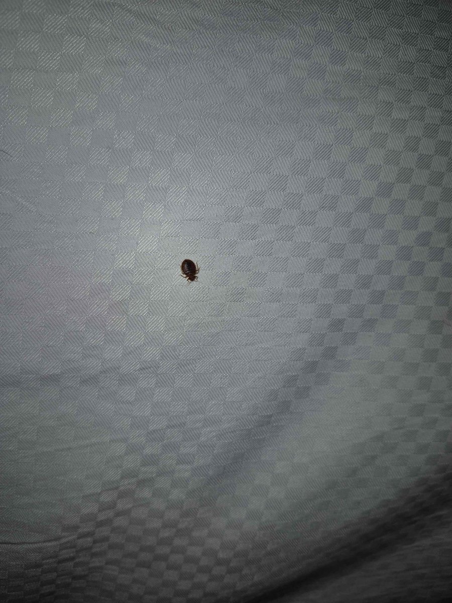 Hey <a href="/canFURence/">CanFURence: Furries of the Wastes</a> #canfurence #canfurence2025 attendees!!
Check your beds!!!!!!! #bedbugs #bugcon2025