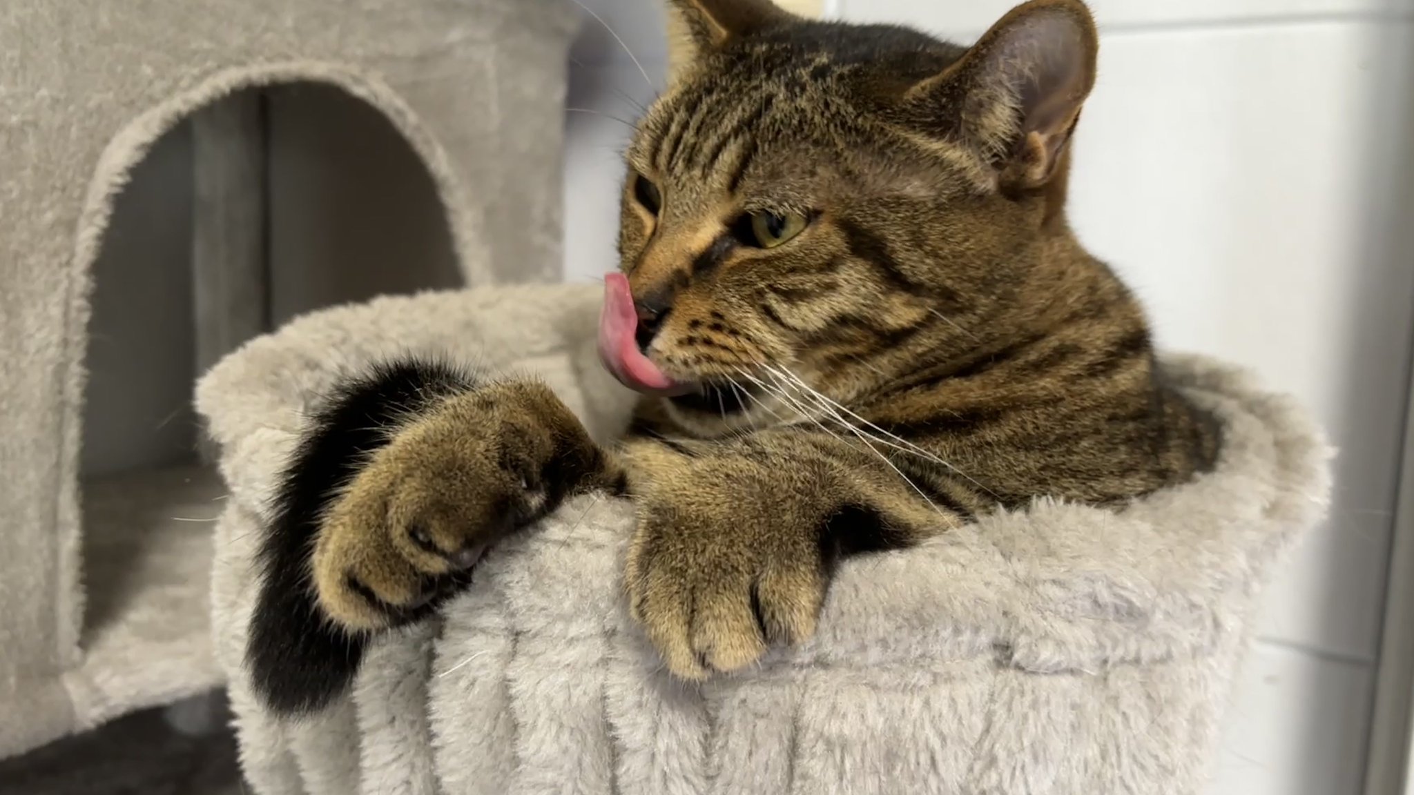 ねこちあ on X: 