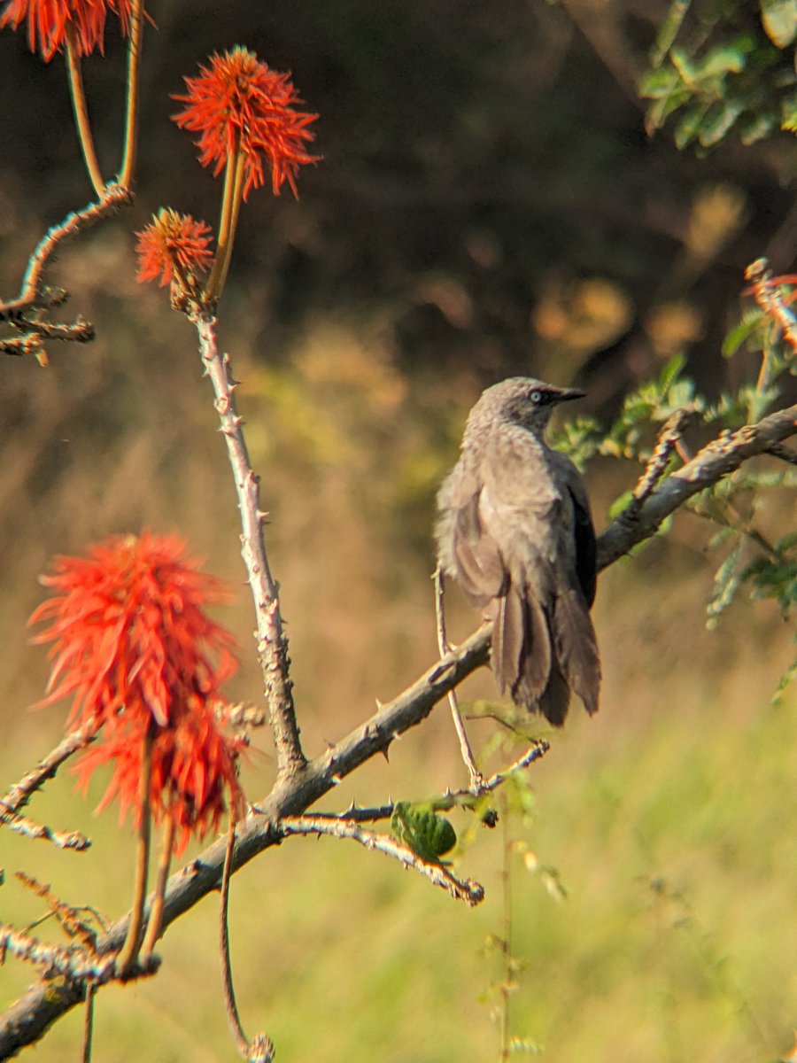 reallifesafaris's tweet photo. Black-lored Babbler with @reallifesafaris !
๐ Nyandungu eco park
" Birds with us then you experience beyond expectations"
We are #reallifesafaris
#morningbirds
#NatureLovers
#tourists
#Kigali2025
#visitwanda
#birding
#birdspeople
#africa
#wildlife
#reallife https://t.co/yy84UCk4Jo