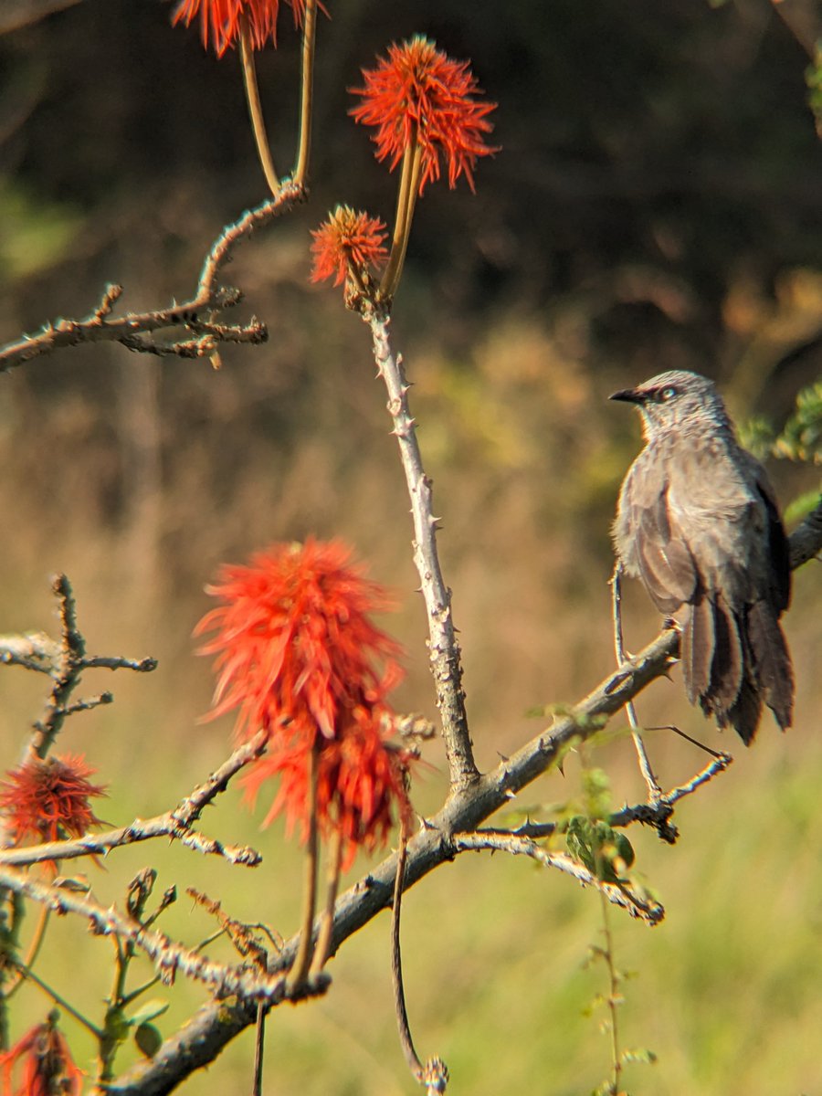 reallifesafaris's tweet photo. Black-lored Babbler with @reallifesafaris !
๐ Nyandungu eco park
" Birds with us then you experience beyond expectations"
We are #reallifesafaris
#morningbirds
#NatureLovers
#tourists
#Kigali2025
#visitwanda
#birding
#birdspeople
#africa
#wildlife
#reallife https://t.co/yy84UCk4Jo