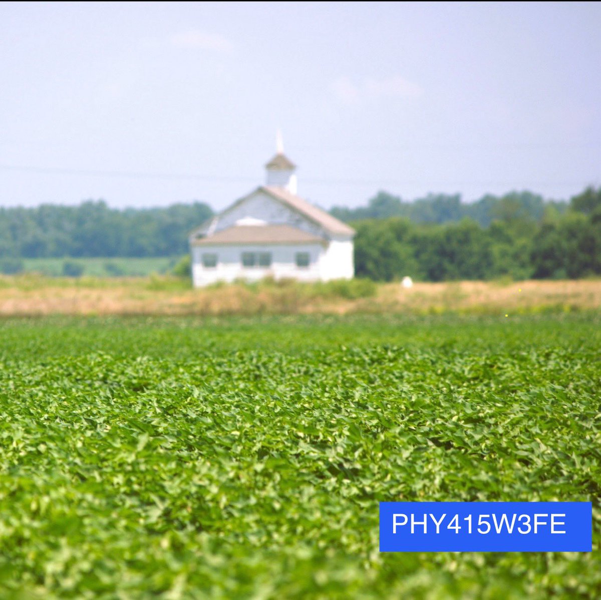 Gus Eifling (@tricropagronomy) on Twitter photo <a href="/PhytoGenCotton/">PhytoGen Cottonseed</a> It was hot this week but #whitegold is right around the corner. #PHY415 <a href="/PhytoGenCotton/">PhytoGen Cottonseed</a> It was hot this week but #whitegold is right around the corner. #PHY415