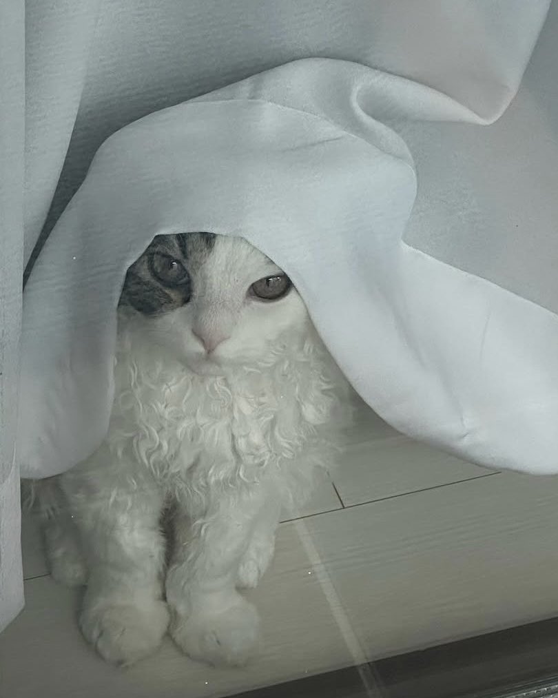 nueveclouds's tweet image. #butter_cookie | her cat acts like me 

a satzu mini series au