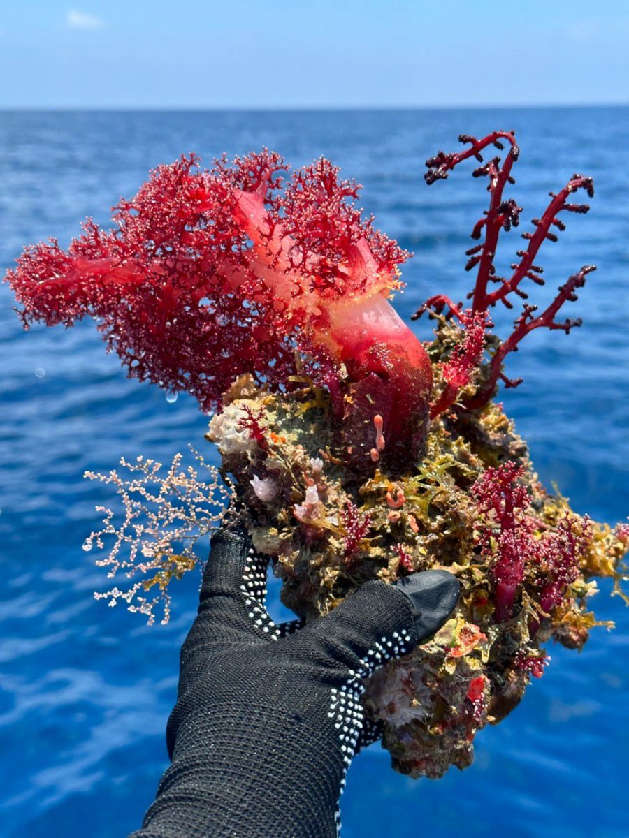 海からの贈り物は、待つ価値がある✨
🌊毎回大漁とはいかないけれど、
その一回一回が忘れられない思い出になる。
⚓海の魅力は、体験してこそわかるものだね😊