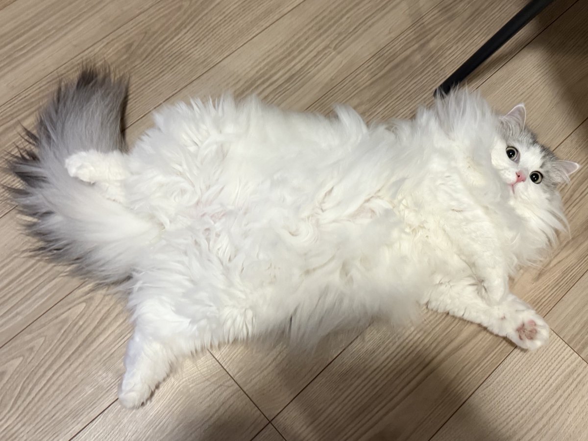 ロイくん🐾 (@roikun_cat) / Posts / X