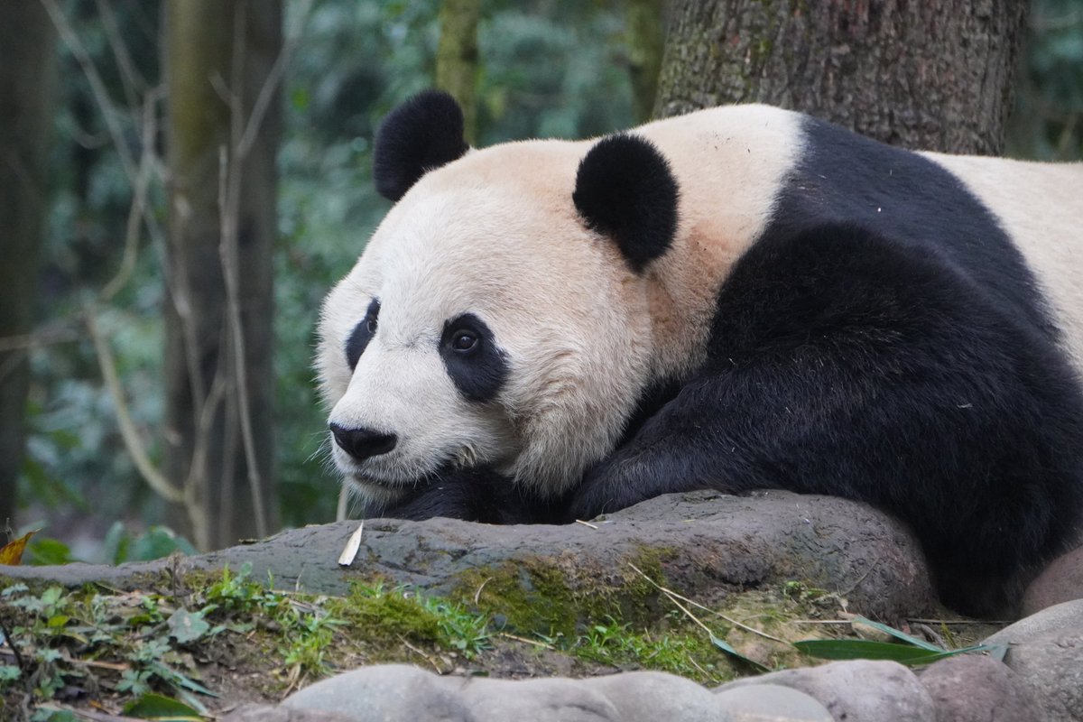 We’re so excited to visit Bei Bei, Tai Shan, Bao Bao, and Xiao Qi Ji this weekend at Wolong Panda Base. mypandatours.com/collections/al…
TOUR #175•Wolong Panda Base• Saturday 2 August, 9:30PM (Times in EDT)